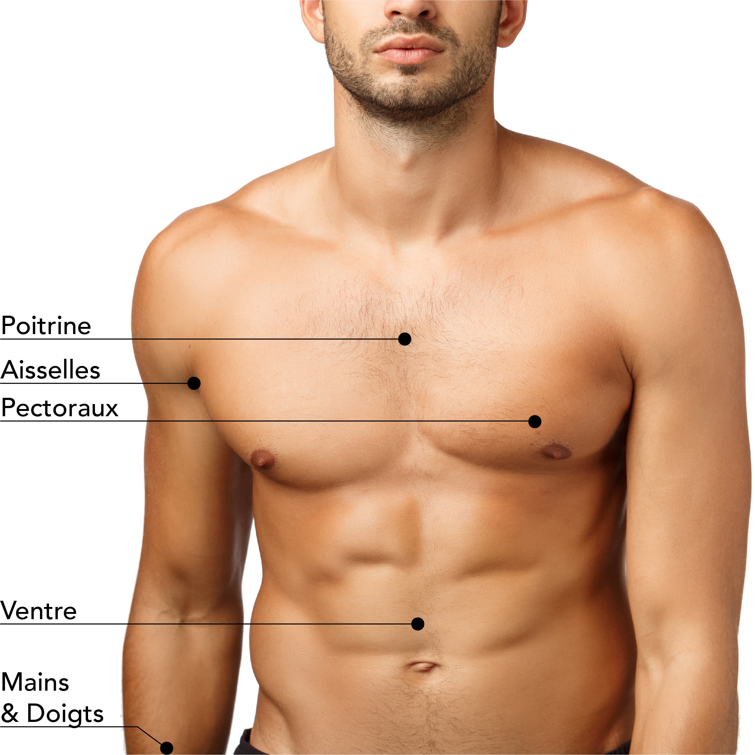Zones de traitement pour l’épilation définitive au laser sur le torse d’un homme, incluant la poitrine, les aisselles, les pectoraux, le ventre, ainsi que les mains et les doigts. Ces zones sont ciblées pour une épilation permanente, offrant une peau lisse et sans poils.